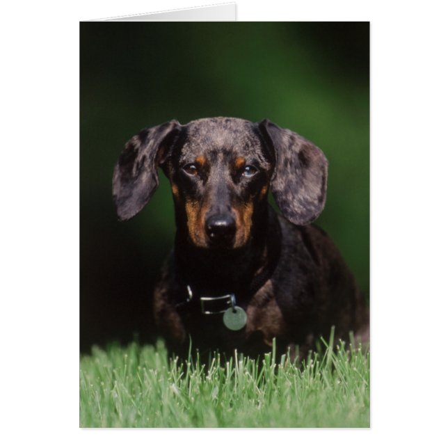 Cartão Vista de Dachshund de cor malhada (Frente)
