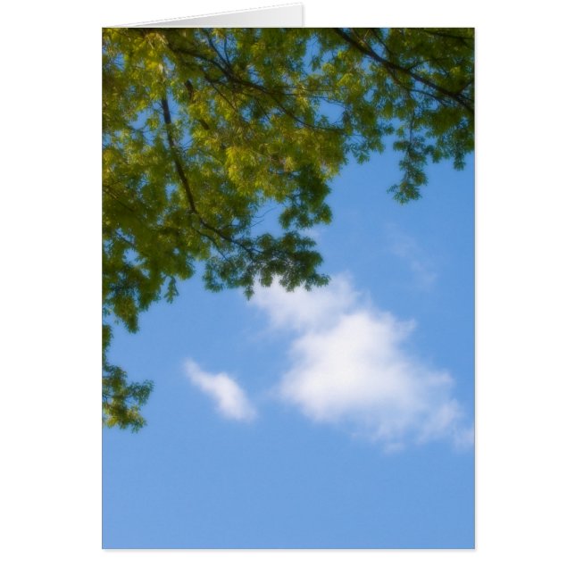 Cartão vista do céu com topo de árvore (Frente)