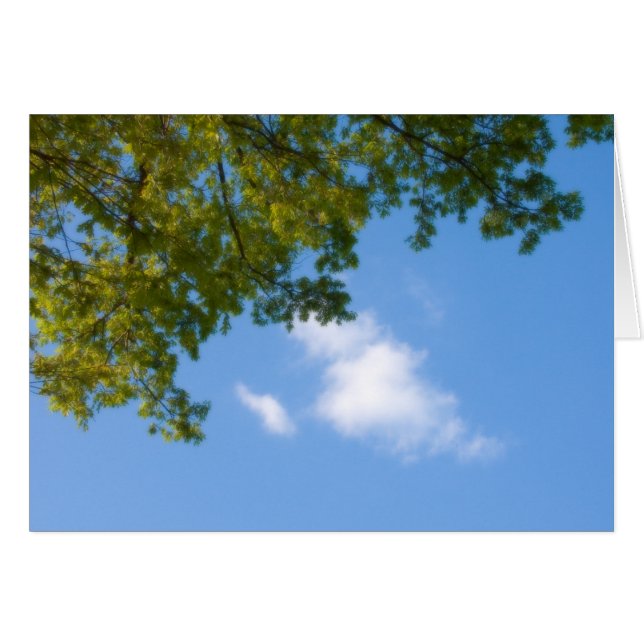 Cartão vista do céu com topo de árvore (Frente Horizontal)