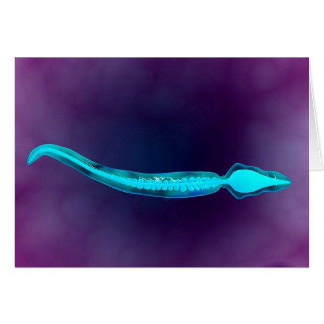 Cartão Vista Microscópica Mostrando A Estrutura Óssea Do  (Frente Horizontal)