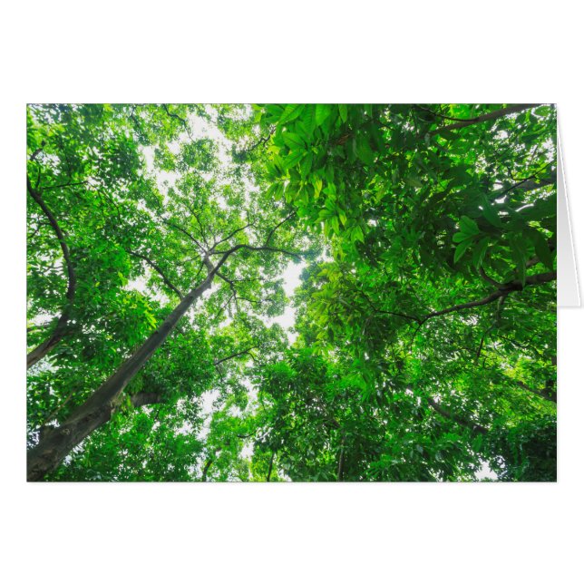 Cartão Vista para cima das árvores (Frente Horizontal)