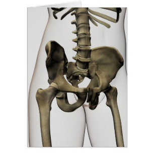 Cartão Vista tridimensional dos ossos pélvicos humanos