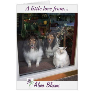 Cartão Visualização da janela