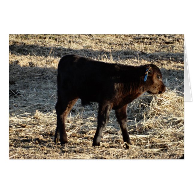 Cartão Vitela nova (Frente Horizontal)