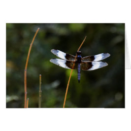 Cartão Viúva Masculina, libélula Skimmer sobre um bastão