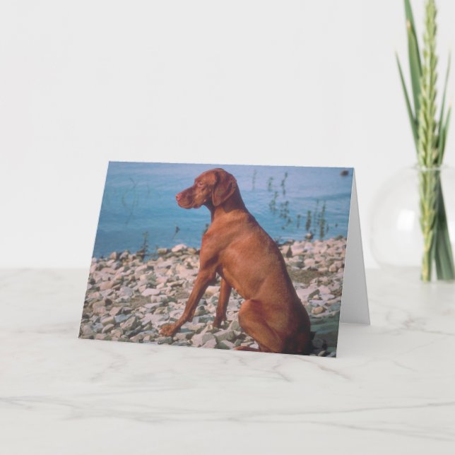 Cartão Vizsla (Frente)