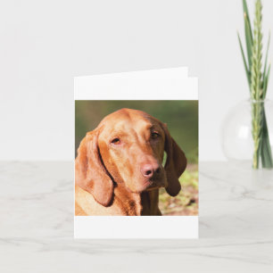 Cartão vizsla