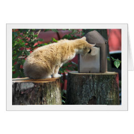 Cartão Você está em casa? pergunta ao gato