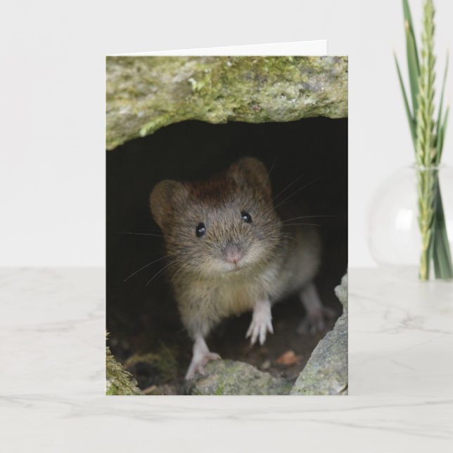 Cartão Volta do banco (Frente)