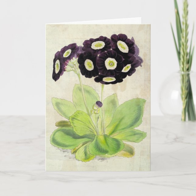 Cartão Voluntariado Botânico Vintage Auricula (Frente)