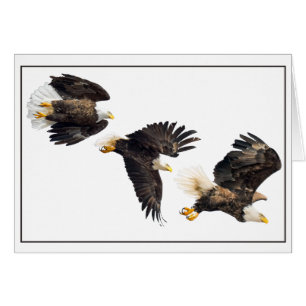 Cartão Voo Bald Eagle