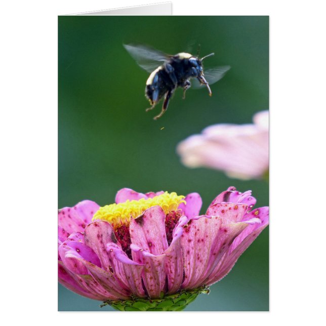 Cartão Voo da Bumblebee (Frente)