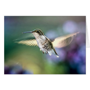 Cartão Voo de Hummingbird