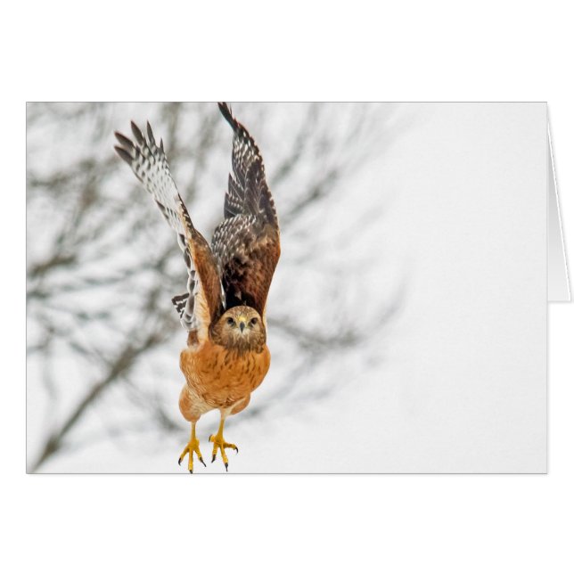 Cartão Voo de Tomada de Hawk (Frente Horizontal)