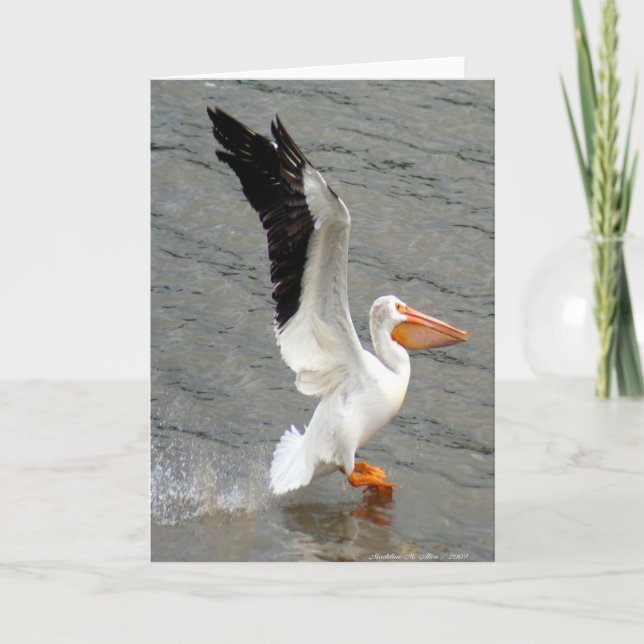 Cartão Vôo do pelicano (Frente)