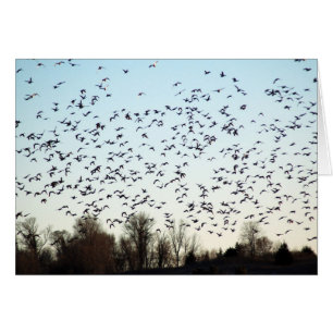 Cartão Vôo dos gansos