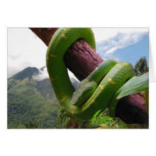 Cartão Vulcão e Cobra da Costa Rica