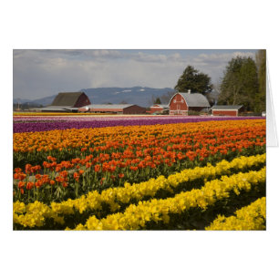 Cartão WA, Skagit Valley, campos Tulip em flor, em