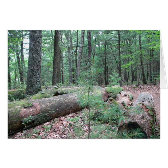 Cartão Walden Forest (Frente Horizontal)