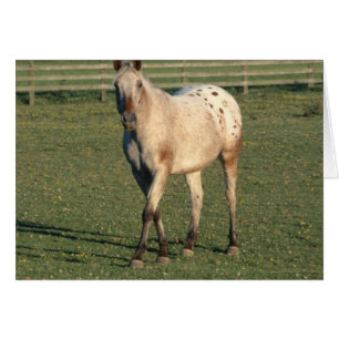 Cartão Walking Appaloosa