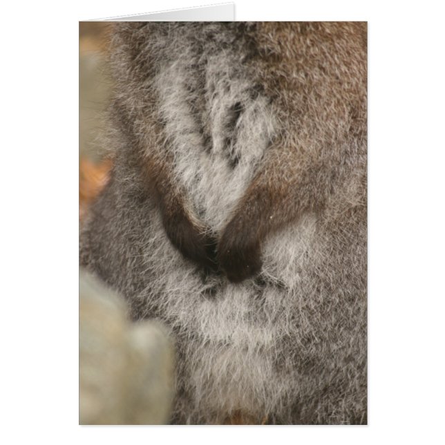 Cartão Wallaby (Frente)