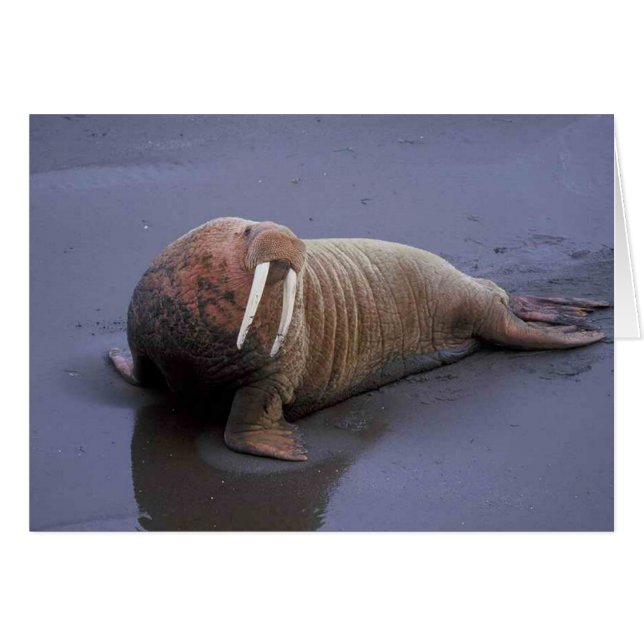 Cartão Walrus (Frente Horizontal)