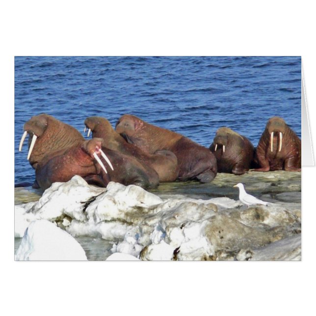 Cartão Walrus em Bering Sea Ice (Frente Horizontal)