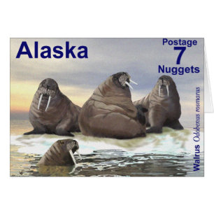 Cartão Walrus - Quatro irmãos