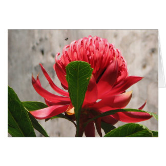 Cartão Waratah