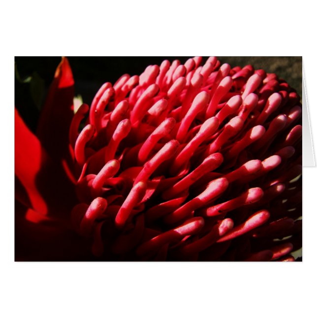 Cartão Waratah Vermelho (Frente Horizontal)