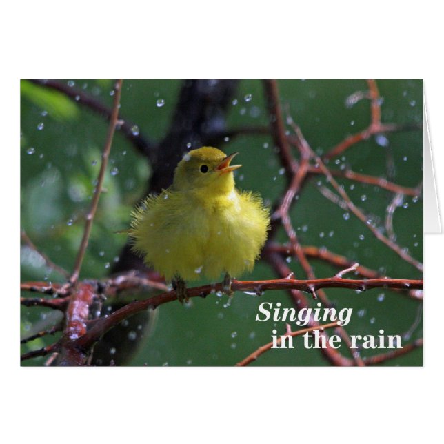 Cartão Warbler (Frente Horizontal)