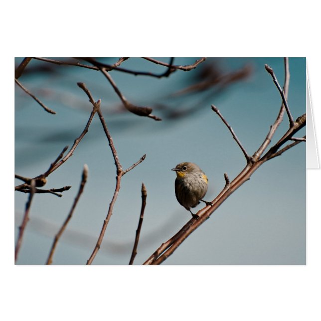 Cartão Warbler Amarelo Rumped 01 (Frente Horizontal)