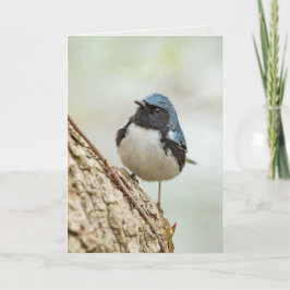 Cartão Warbler Azul de garganta preta