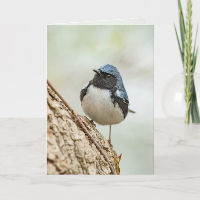 Cartão Warbler Azul de garganta preta (Frente)