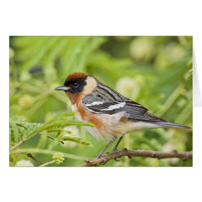 Cartão Warbler (Dendroica castanea) adulto (Frente Horizontal)