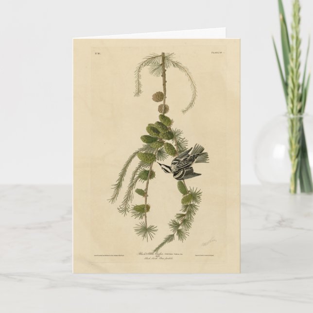 Cartão Warbler Negro e Branco - Pássaros da América de Au (Frente)