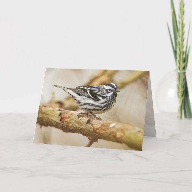 Cartão Warbler preto-e-branco (Frente)