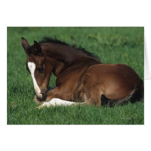 Cartão Warmblood Foding