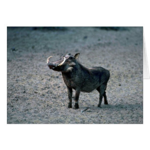 Cartão Warthog - Grande Barco