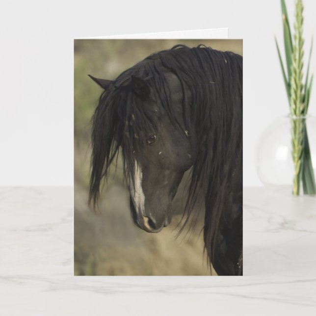 Cartão Washakie no Dawn Wild Horse Greeting Card (Frente)