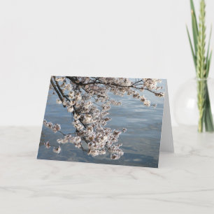 Cartão Washington DC da flor de cerejeira