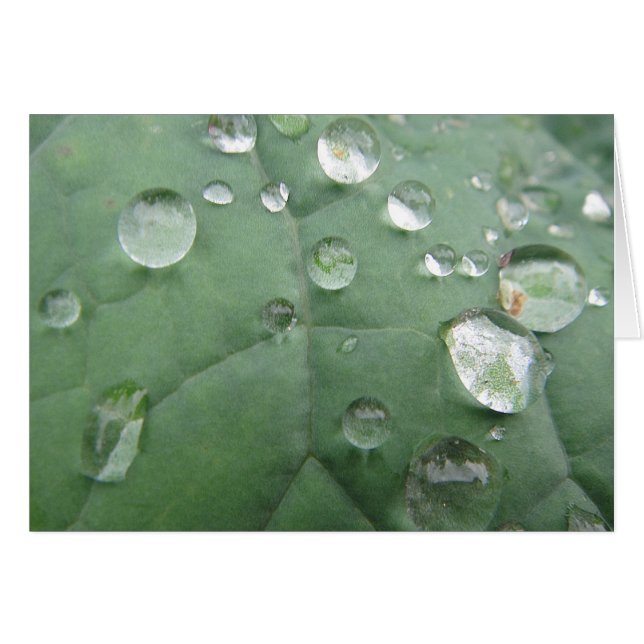 Cartão Wassertropfen em folha graugrünem verde (Frente Horizontal)