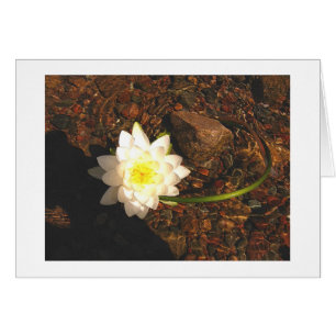 Cartão Water Lilly
