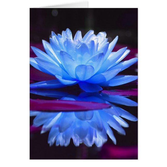 Cartão Water Lily Dream (Frente)