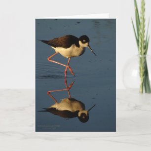 Cartão Waterfowl Shorebird Wading Bird Black-Necked Stilt