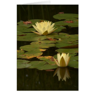 Cartão Waterlilies branco