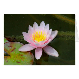 Cartão " Waterlilly "
