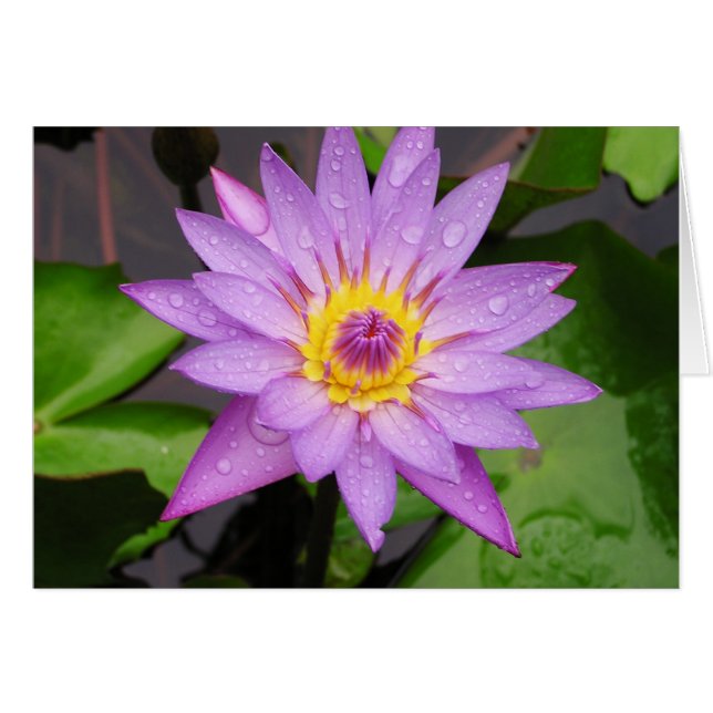 Cartão Waterlily (Frente Horizontal)
