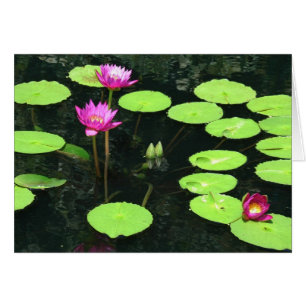 Cartão Waterlily 9