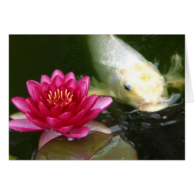 Cartão Waterlily com Koi (Frente Horizontal)